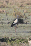 Maguari Stork (Ciconia maguari)