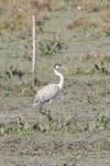 Cocoi Heron (Ardea cocoi)