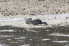 Ringed Teal (Callonetta leucophrys)