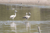 Chilean Flamingo (Phoenicopterus chilensis)