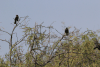 Shiny Cowbird (Molothrus bonariensis)