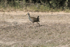 Giant Wood Rail (Aramides ypecaha)