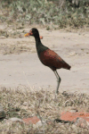 Wattled Jacana (Jacana jacana)