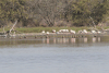 Chilean Flamingo (Phoenicopterus chilensis)