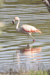 Chilean Flamingo (Phoenicopterus chilensis)