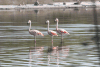 Chilean Flamingo (Phoenicopterus chilensis)