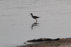 Black-necked Stilt (Himantopus mexicanus)