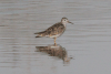 Lesser Yellowlegs (Tringa flavipes)