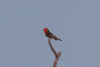 Vermilion Flycatcher (Pyrocephalus obscurus)