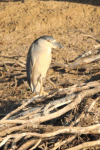 American Black-crowned Night Heron (Nycticorax nycticorax hoactli)