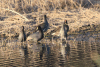 Red-fronted Coot (Fulica rufifrons)