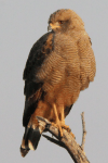 Savanna Hawk (Buteogallus meridionalis)