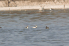 Silvery Grebe (Podiceps occipitalis)