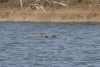 Red Shoveler (Spatula platalea)