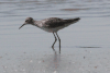 Lesser Yellowlegs (Tringa flavipes)