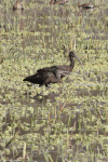 White-faced Ibis (Plegadis chihi)