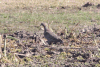 Picazuro Pigeon (Patagioenas picazuro)