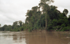 Jungle Along Amazon River