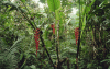 Heliconia (Heliconia sp.)