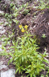 Flowers Machu Picchu