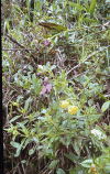 Flowers Machu Picchu