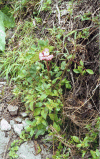 Flowers Machu Picchu