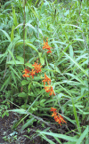 Flowers Machu Picchu