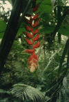 Heliconia Flowers Rain Forest