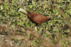 African Jacana (Actophilornis africanus)