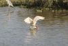 African Spoonbill (Platalea alba)