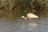 African Spoonbill (Platalea alba)