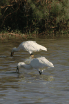 Eurasian Spoonbill (Platalea leucorodia)