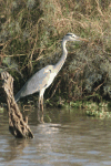 Western Grey Heron (Ardea cinerea cinerea)