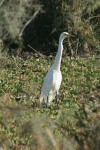 Yellow-billed Egret (Ardea intermedia brachyrhyncha)