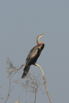 Mainland African Darter (Anhinga rufa rufa)