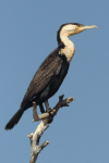 White-breasted Cormorant (Phalacrocorax lucidus)