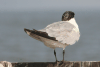 Little Tern (Sternula albifrons)