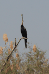 Mainland African Darter (Anhinga rufa rufa)