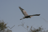 Black-headed Heron Flight