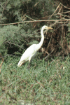 African Great Egret (Ardea alba melanorhynchos)