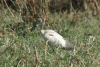 African Sacred Ibis (Threskiornis aethiopicus)