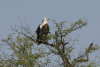 African Fish Eagle