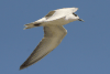 Whiskered Tern (Chlidonias hybrida)