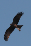 Yellow-billed Kite ssp. parasitus (Milvus aegyptius parasitus)