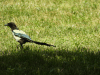 Eurasian Magpie (Pica pica)