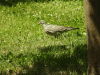 European Wood Pigeon (Columba palumbus palumbus)