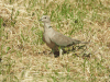 Eurasian Collared Dove (Streptopelia decaocto)