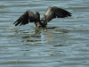 Continental Great Cormorant (Phalacrocorax carbo sinensis)