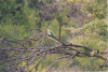 Woodland Kingfisher (Halcyon senegalensis)