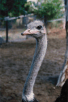 Southern Ostrich (Struthio camelus australis)